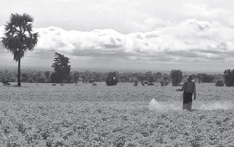 စစ်ကြောင်းထိုးနေလို့ ချောက်မြို့နယ်က ကျေးရွာတချို့ မြေပဲဖော်ဖို့ အခက်ကြုံနေ